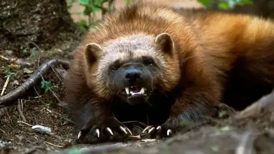 Kas see koletis või püha sümbol Põhjast?