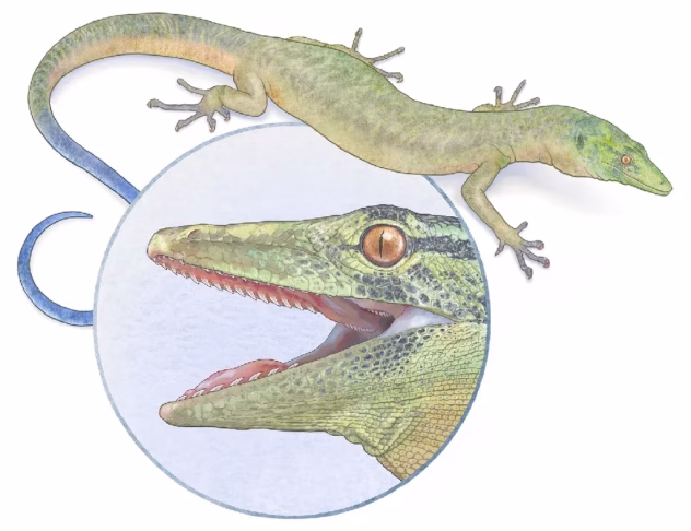 Teadlaste rekonstruktsioon Breugnathairi välimusest