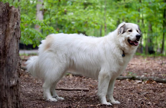 Pireneede mäestikukoer lastega