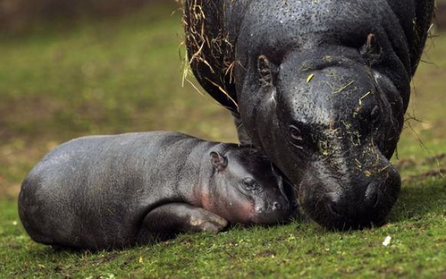 Kääbusjõehobu Hannah Shirley oma aedikus