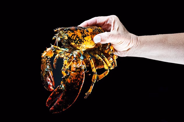 Haruldane kalikokirjuga homaar akvaariumis