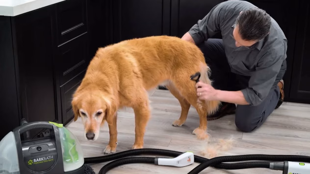 Kuldne retriiver väljas