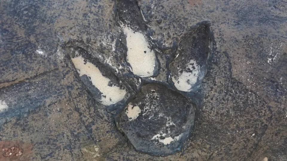 Teadlased šokis: Argentinas leitud hiiglaslik dinosaurusetee