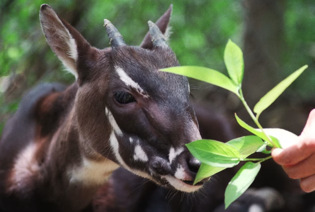Saola illustratsioon