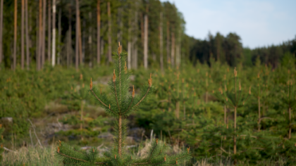 Eesti väikesed puukoolid uues ajastus: kust leida tugevaid viljapuid ja teadmisi oma aeda