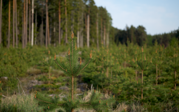 Eesti väikesed puukoolid uues ajastus: kust leida tugevaid viljapuid ja teadmisi oma aeda