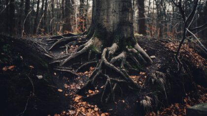 Metsade vaikne suhtlus: mis on „puiduvõrk“ ja miks see meie kliimat ning loodust puudutab