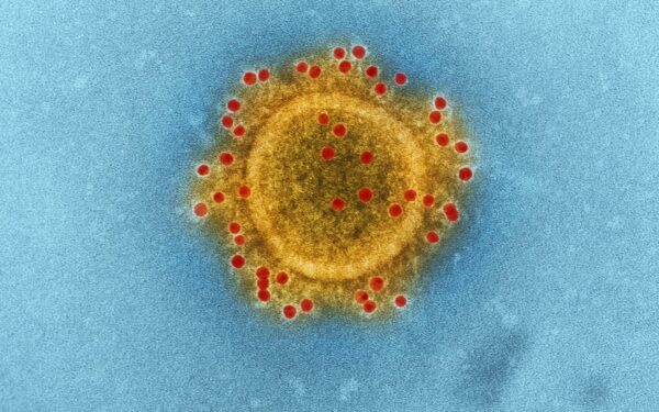 Mikroskoopiline ilm: mis on viirused, miks nad ei ole päris elus ja kuidas need meie igapäeva mõjutavad